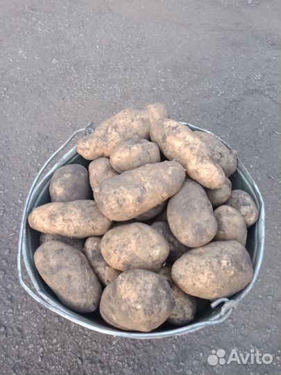 Продам картофель