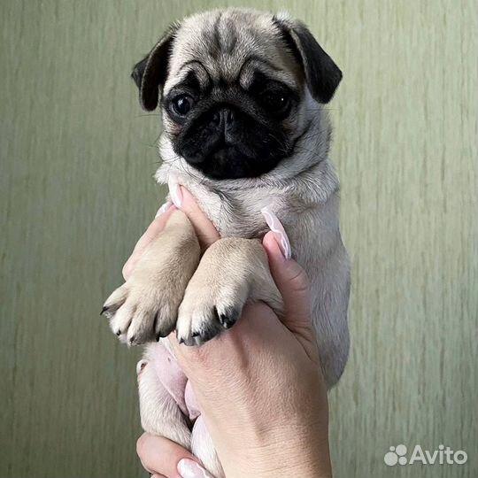 Щенки мопса