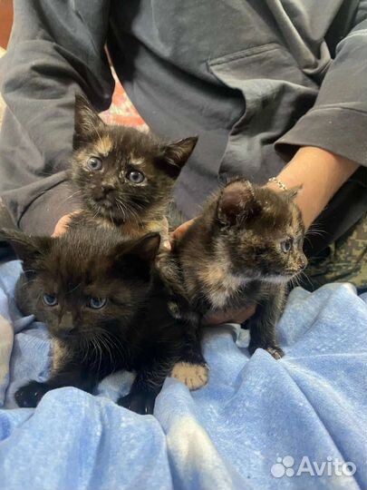 Котята в добрые руки бесплатно