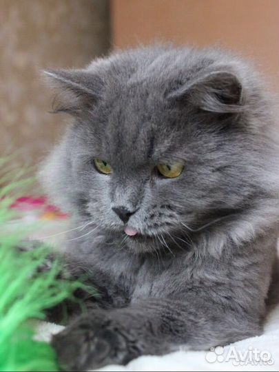 Кот Лёвушка ищет дом