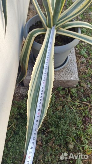 Агавы американские