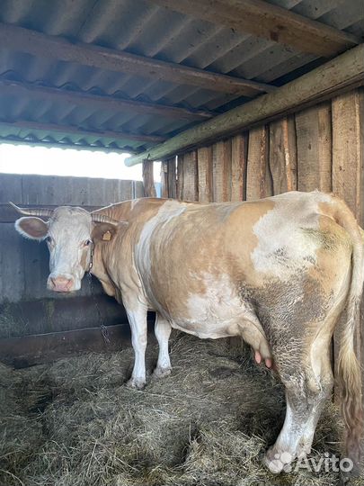 Продам корову