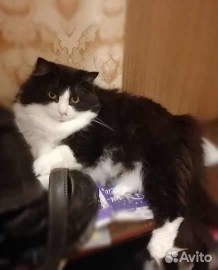 Кошка в добрые руки