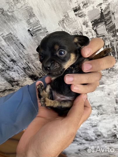 Той-терьер щенки