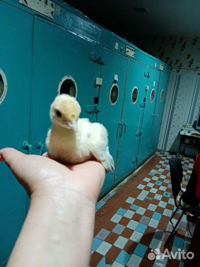 Индюки индюшата