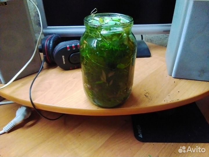 Продам растения для аквариума