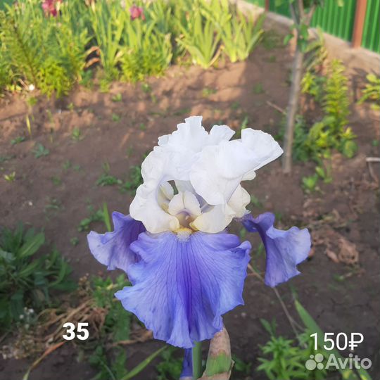 Ирисы бородатые сортовые на 24 год
