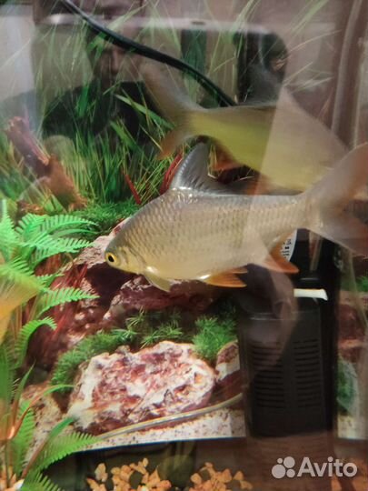 Барбусы лещевидные