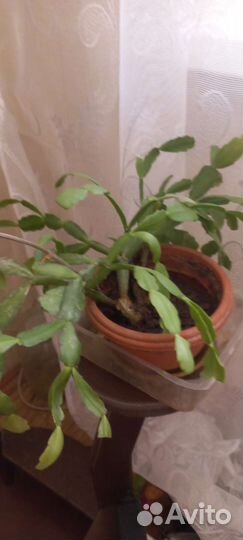 Комнатные цветы