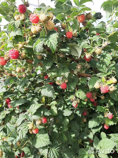 Саженцы малины