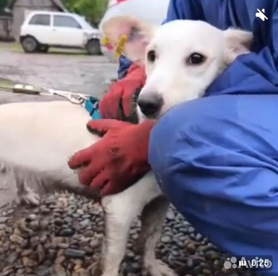 Маленький пёсик коротколапик ждет своё счастье