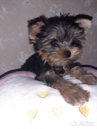 Йоркширский терьер