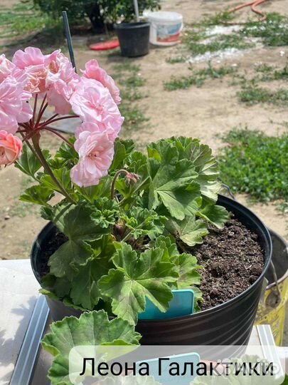 Герань пеларгония Леона Галактики