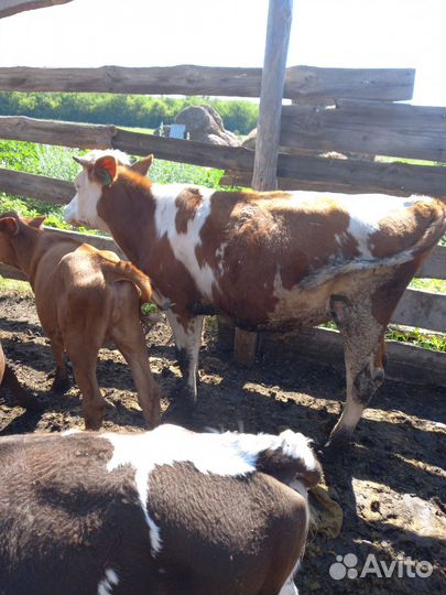 Домашние Бычки и телки