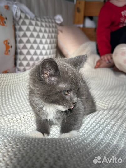 Котята
