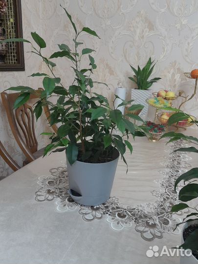 Фикус бенджамина