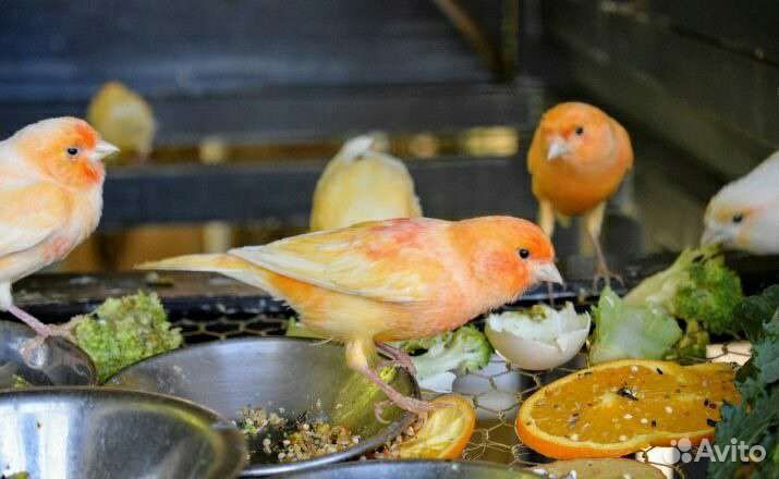 Певчая птица, разные