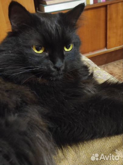 Котик Кузя