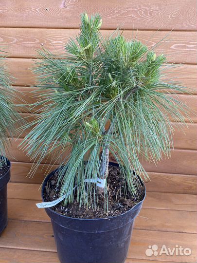 Сосна Шверина Витхорст