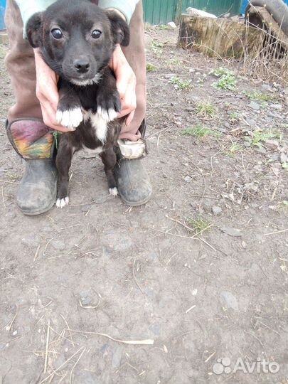 Маленькая собака