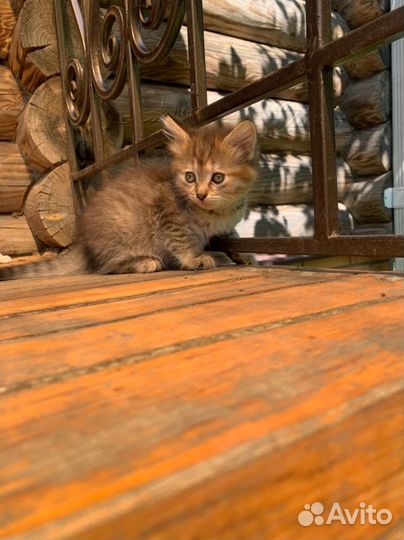 Котята 2 месяца,к лотку приучены