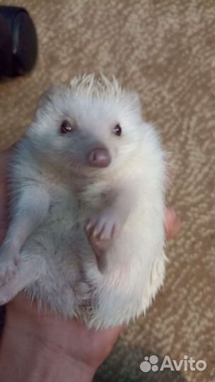 Африканский ежик