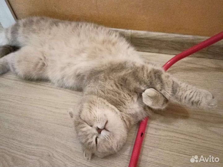 Кот и кошечка