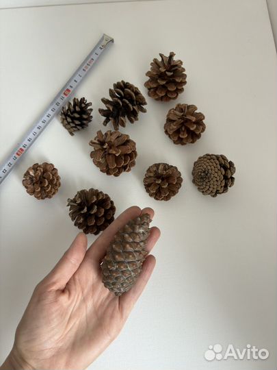 Сосновые шишки для творчества