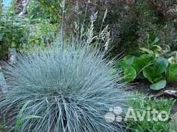 Овсянница сизая