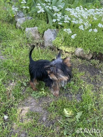 Йоркширский терьер мини