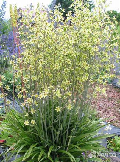 Редкие садовые растения