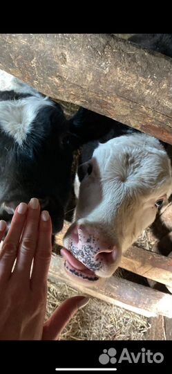 Коровы быки и телки