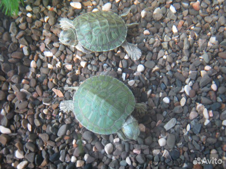 Водяные черепашки