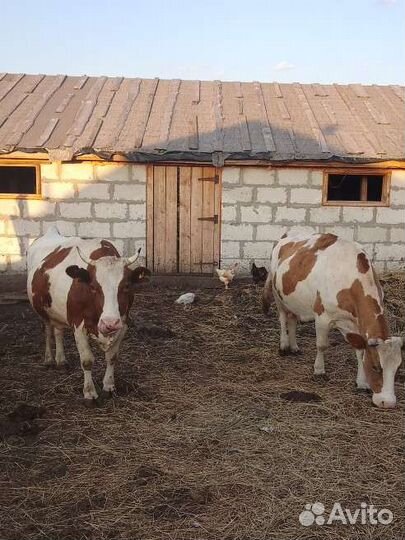 Коровы дойные