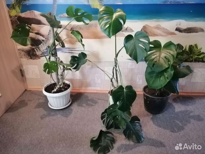 Продаю комнатные растения
