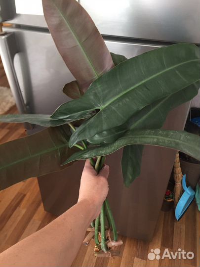 Филодендрон санта леопольдина