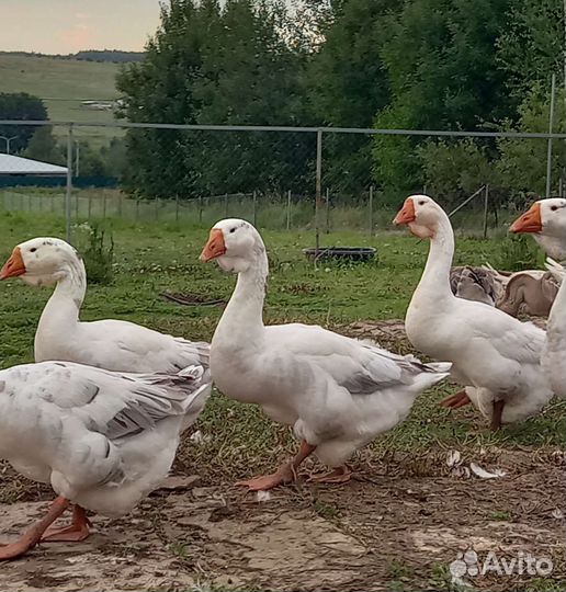 Холмогорские гуси