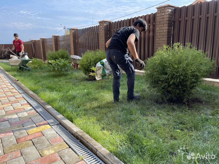 Туи в ассортименте