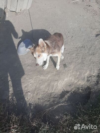 Собака в добрые руки отдам бесплатно