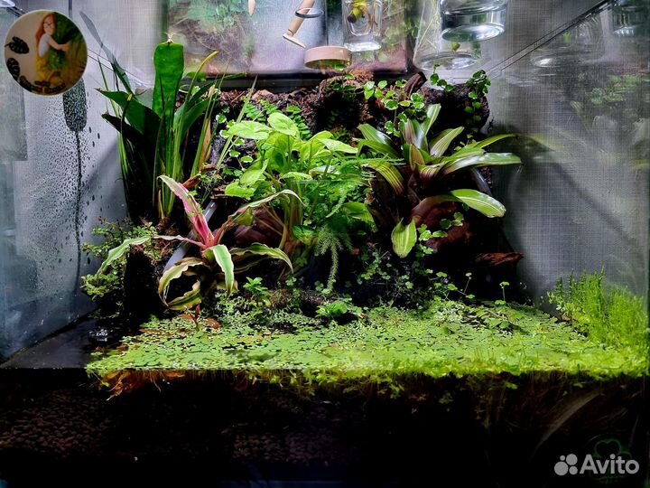 Флорариум/ палюдариум