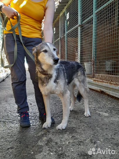 Собака Лиза из приюта ищет дом