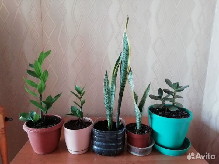 Замиокулькас, сансевьера, денежное дерево