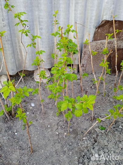 Саженцы желтой малины