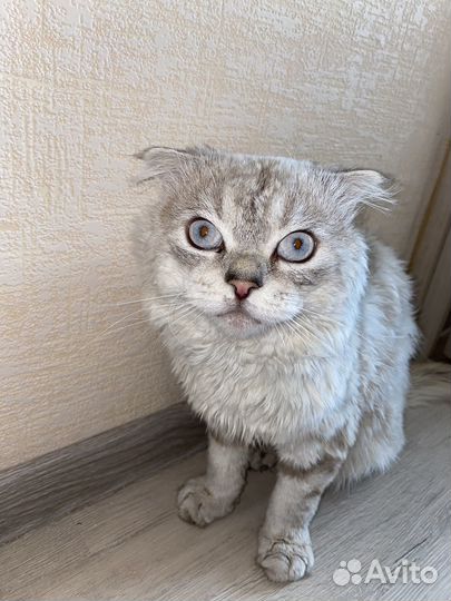 Британский кот