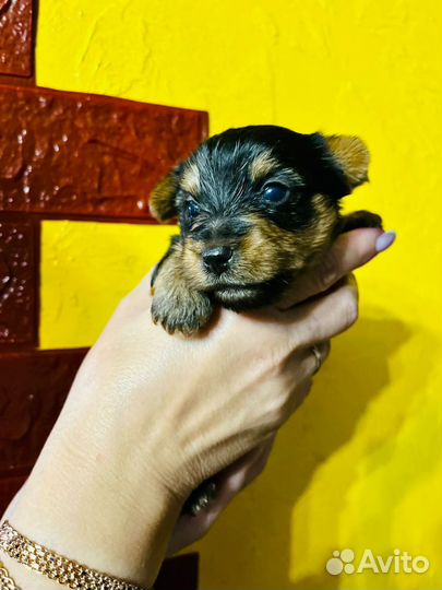 Щенки и собаки