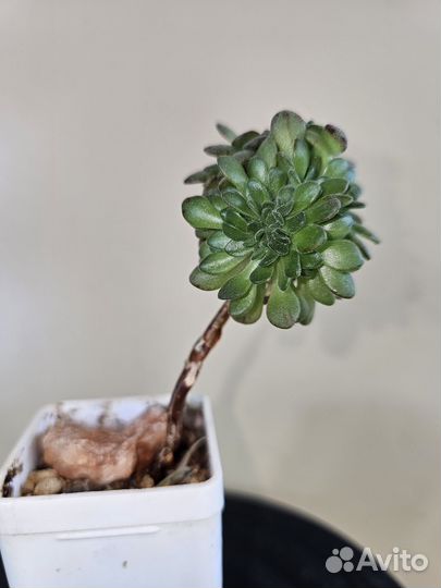 Aeonium sedifolium cristata