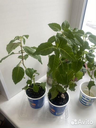 Фуксия красно-белая