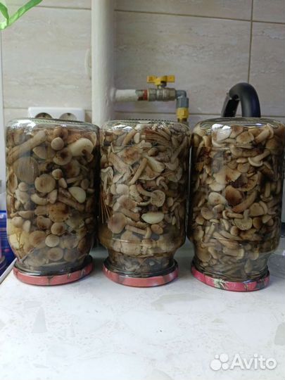 Грибы, маринованные и замороженные
