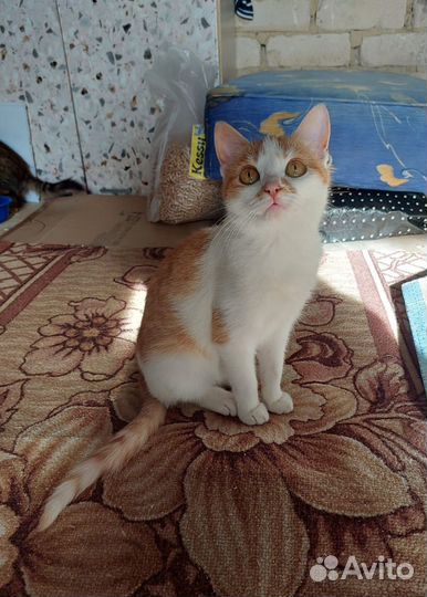 Котенок в добрые руки