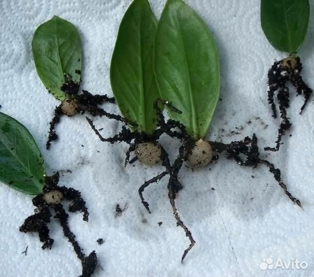 Замиокулькас хатиора каланхоэ лечебный фиалки